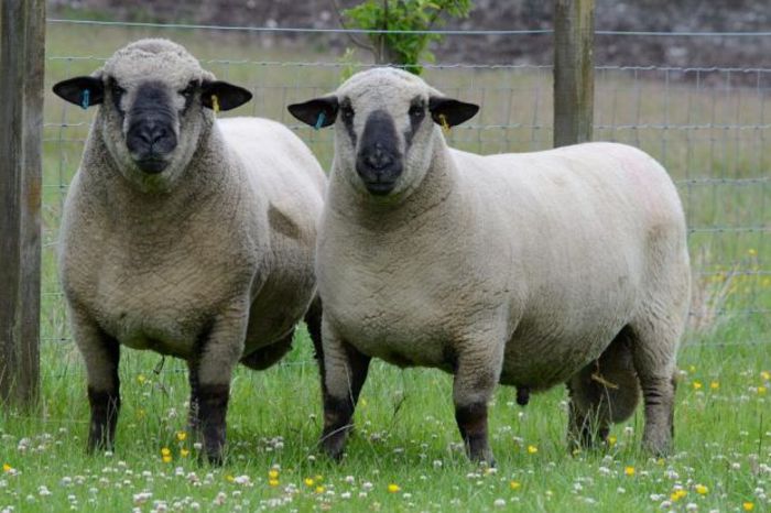 Berbeci Hampshire mari