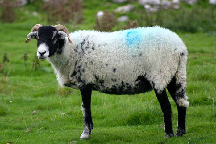 Black Face sheep-48 - Rase de oi si capre-Poze deosebite-1