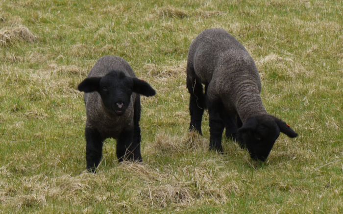 Miei negri tare de tot