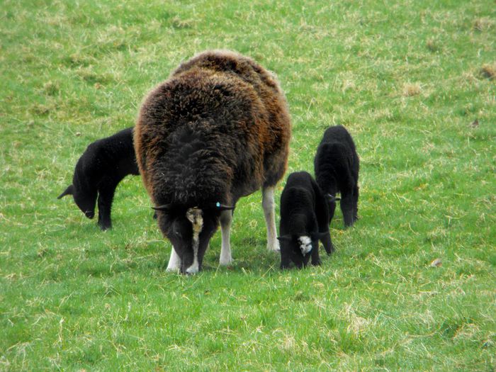 Oaia neagra cu miei frumosi