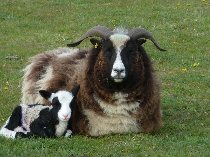 Oaia neagra din profil