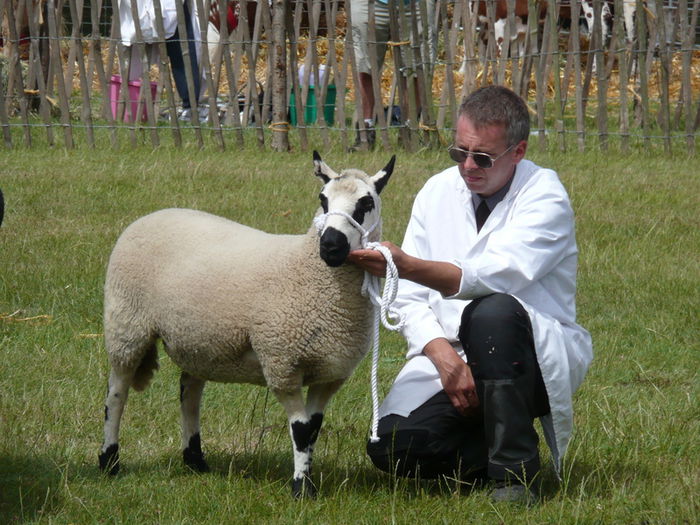 Oaie Kerry Hill deosebita