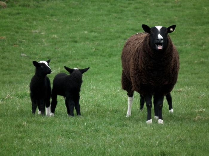 Oaie neagra suparata