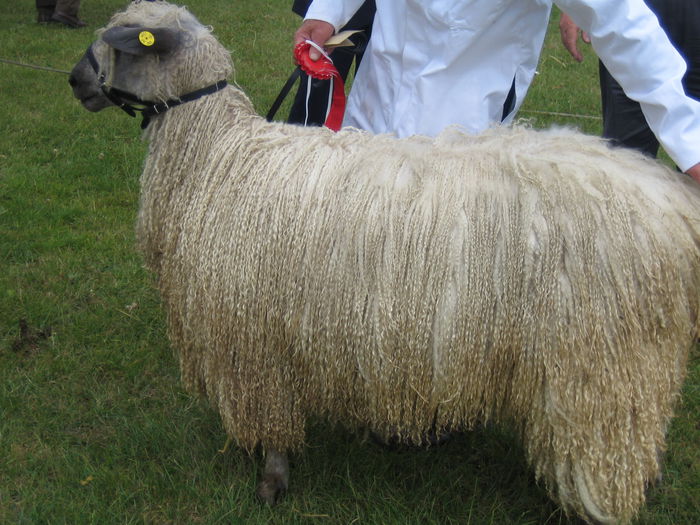 Oaie Teeswater - Rase de oi si capre-Poze deosebite-1