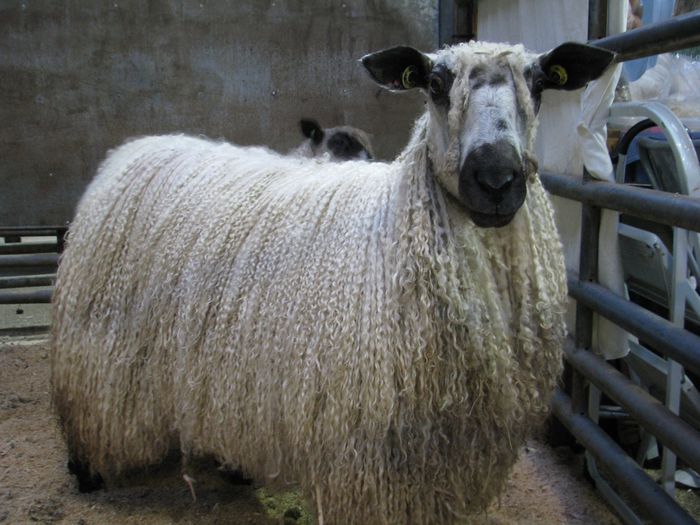 Oaie Teeswater frumoasa