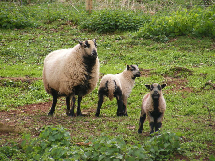 Oaie Welsh Badger cu doi miei - Rase de oi si capre-Poze deosebite-1