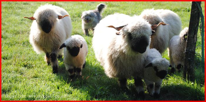 Oi Blacknose Valais - Rase de oi si capre-Poze deosebite-1