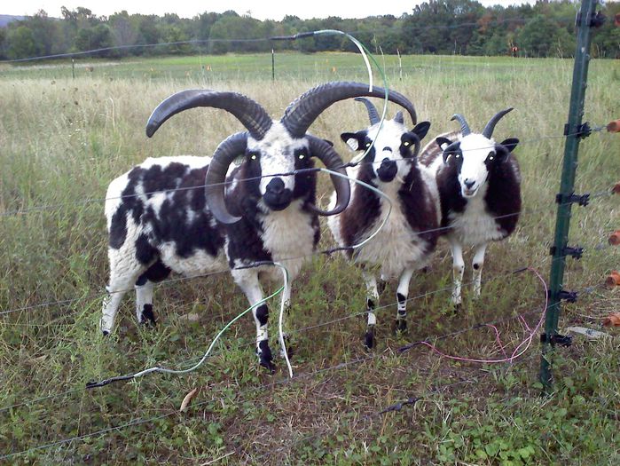Oi si berbec Iacob - Rase de oi si capre-Poze deosebite-1