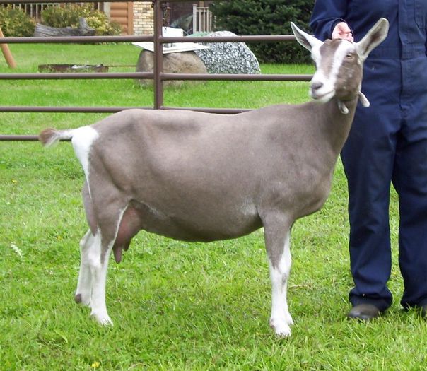 Toggenburg caprita cu lapte - Rase de oi si capre-Poze deosebite-1