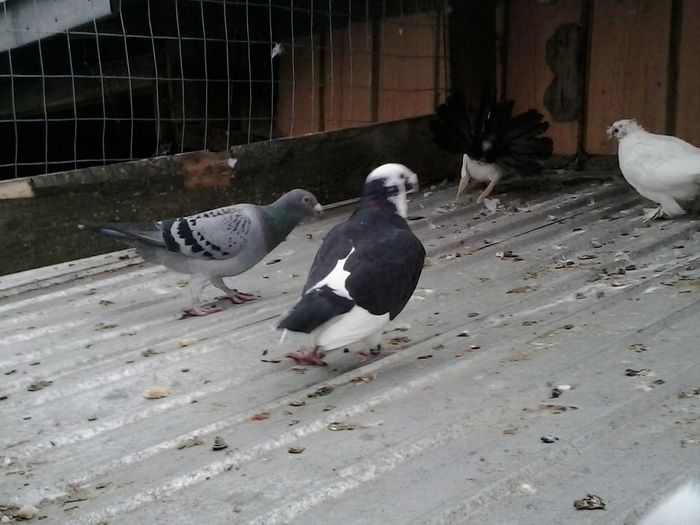 2014-09-26 13.39.57 - Voliera ornament 2015