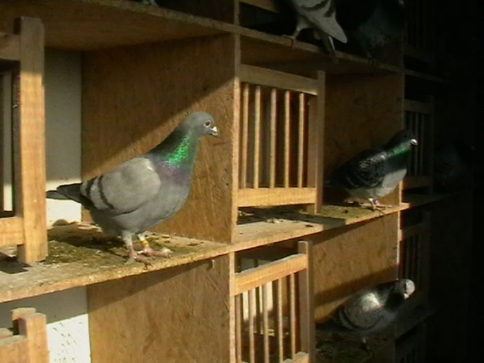 Picture 362