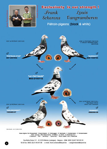 Pigeonblanc1 - VOIAJORI SPORT