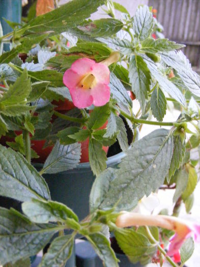 multumesc inca o data