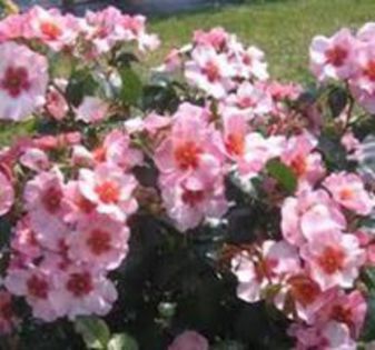 bright as  a button; 80cm

