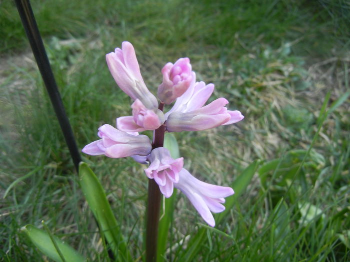 Hyacinth Splendid Cornelia (2014, Mar.19)