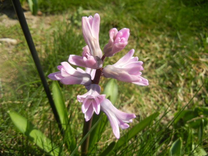 Hyacinth Splendid Cornelia (2014, Mar.19)