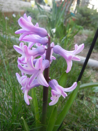 Hyacinth Splendid Cornelia (2014, Mar.20)