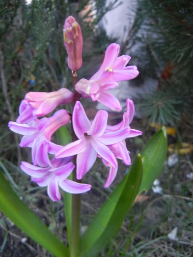 Hyacinth Splendid Cornelia (2014, Mar.22)