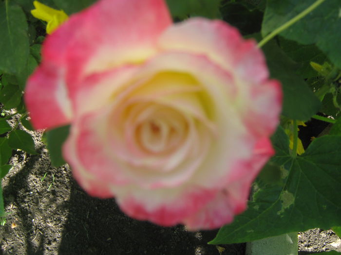 Picture My plants 398 - Sfarsit de semptembrie-2014