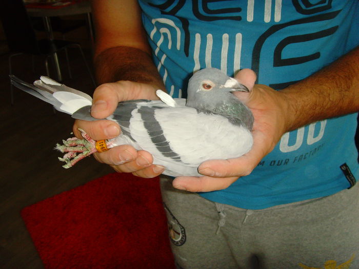 SNV36852 - PIPA Pigeon Paradise 23 05 2014