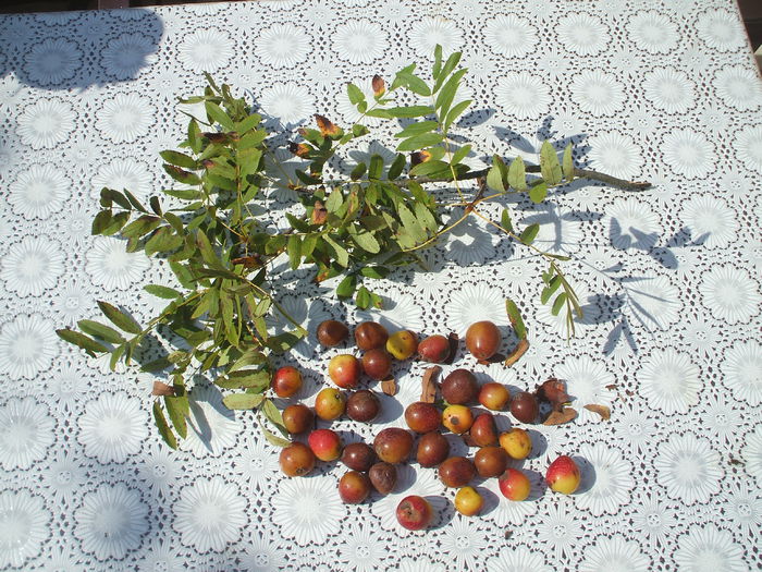 DSCF8119 - 48 Scorus