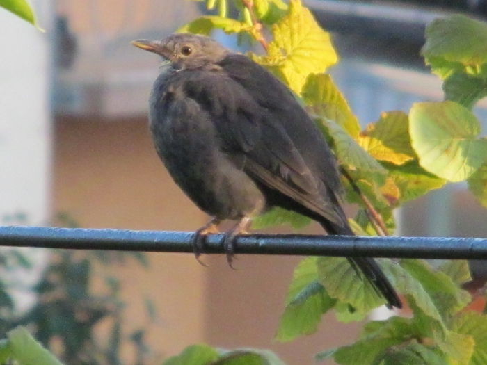 fetita - din Balcon