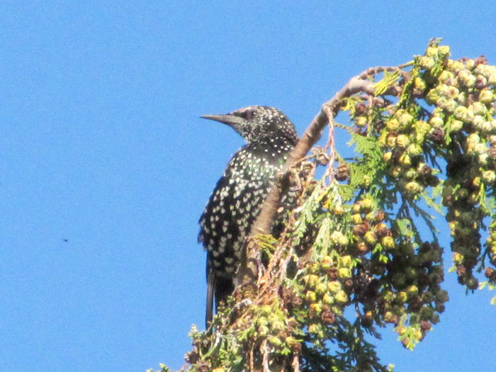graurul...in vizita - din Balcon