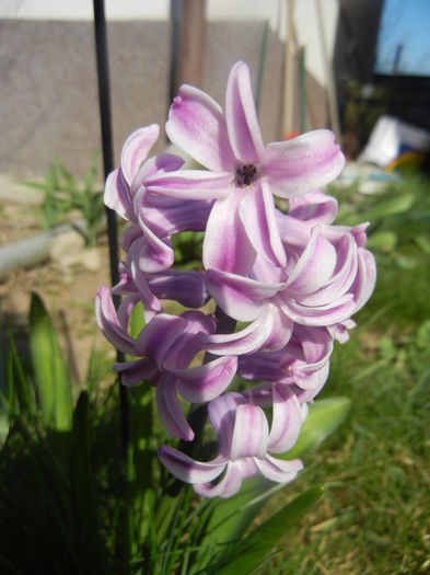 Hyacinth Splendid Cornelia (2014, Mar.23)