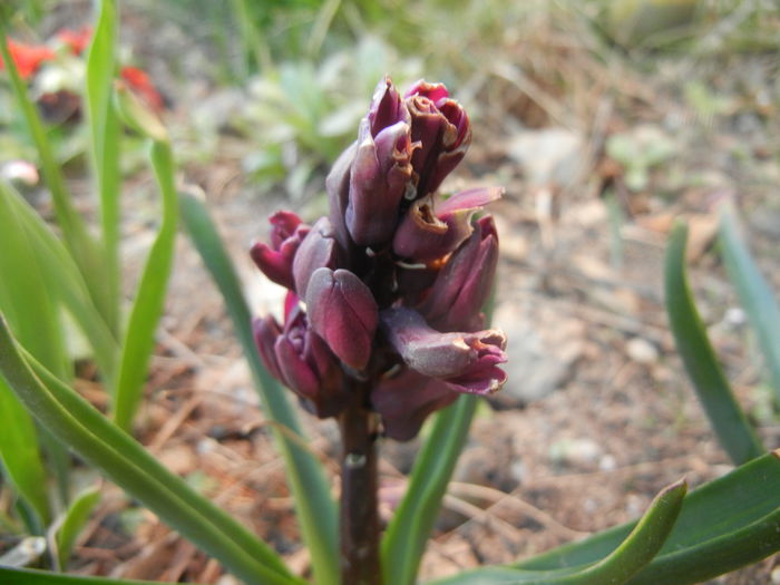 Hyacinth Woodstock (2014, March 21) - Hyacinth Woodstock