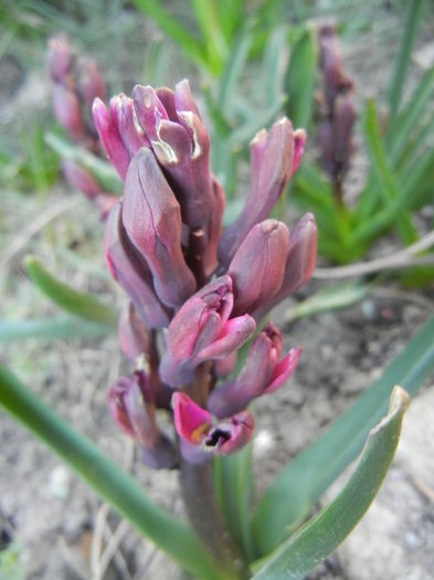 Hyacinth Woodstock (2014, March 22) - Hyacinth Woodstock