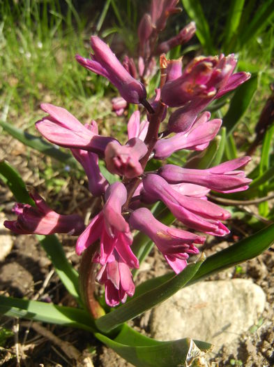 Hyacinth Woodstock (2014, March 23) - Hyacinth Woodstock