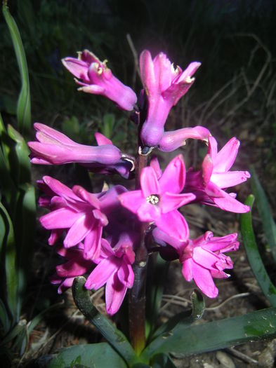 Hyacinth Woodstock (2014, March 23) - Hyacinth Woodstock