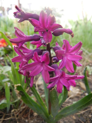 Hyacinth Woodstock (2014, March 24) - Hyacinth Woodstock