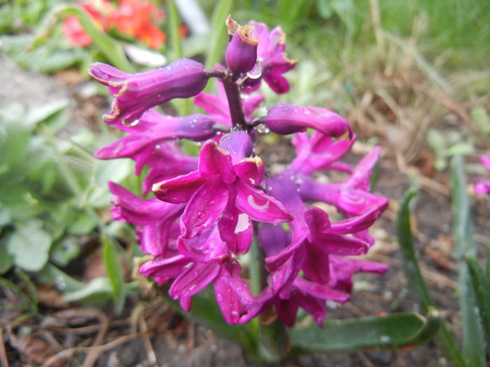 Hyacinth Woodstock (2014, March 24) - Hyacinth Woodstock