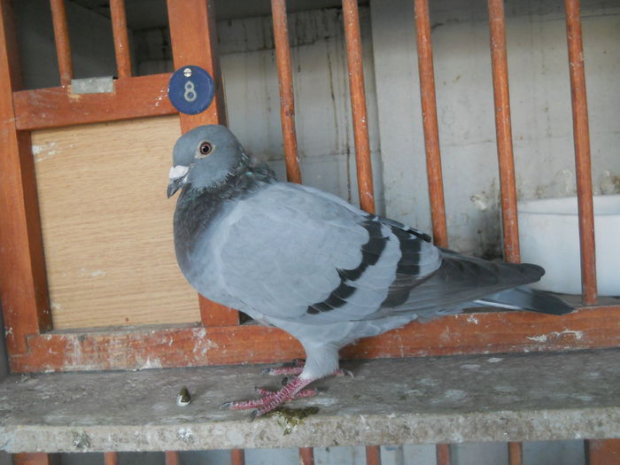 Femela AS Fond, AS Maraton 2014; 0358039-2012
