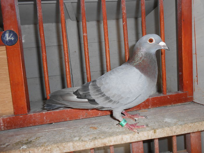 Norma Maraton 2014; 0160701-2011
