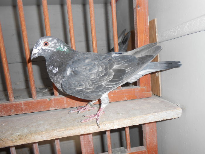 Norma Palmares Fond 2014 ; Demifond 2014; 0358028-2012
