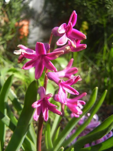 Hyacinth Woodstock (2014, March 27) - Hyacinth Woodstock