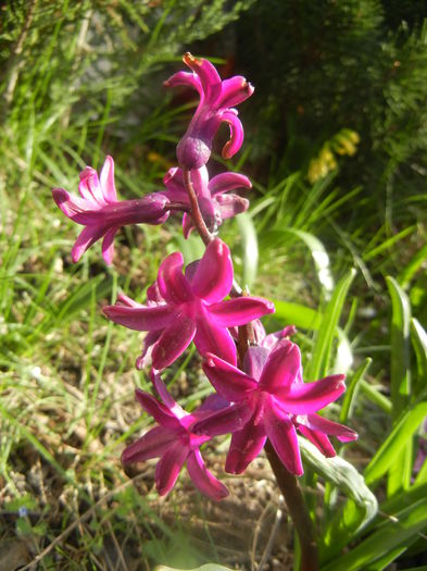 Hyacinth Woodstock (2014, March 27) - Hyacinth Woodstock