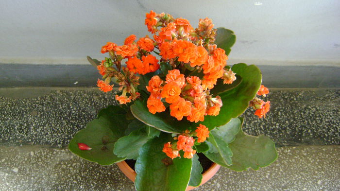 DSC01995 - COLECTIE KALANCHOE 2016