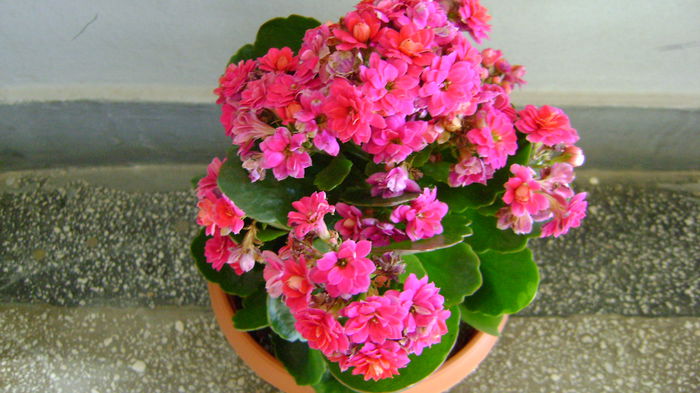 DSC01999 - COLECTIE KALANCHOE 2016