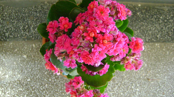 DSC02001 - COLECTIE KALANCHOE 2016