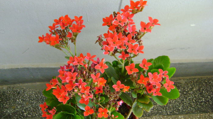 DSC02002 - COLECTIE KALANCHOE 2016