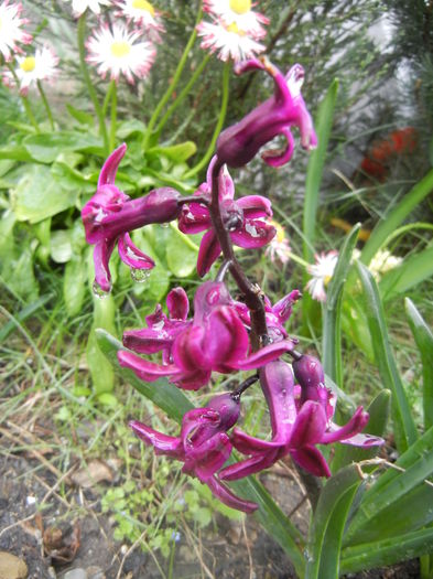 Hyacinth Woodstock (2014, April 01)