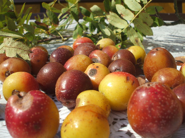 DSCF8132 - 48 Scorus