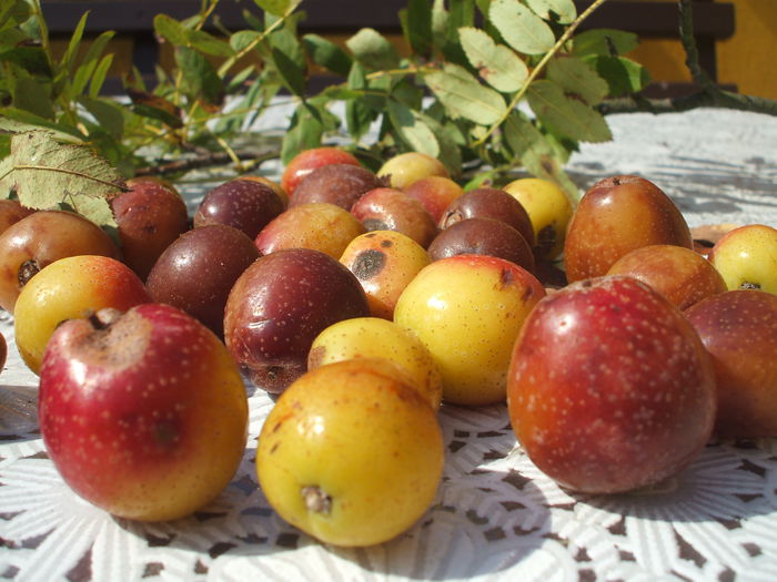 DSCF8133 - 48 Scorus