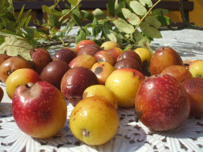 DSCF8134 - 48 Scorus