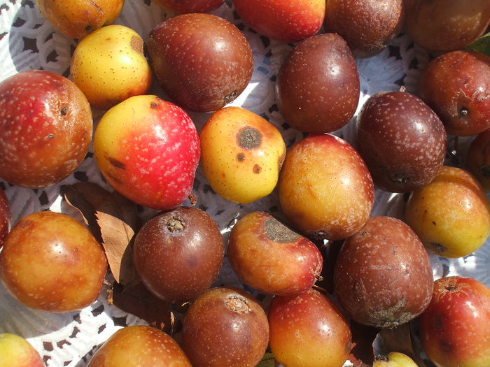 DSCF8136 - 48 Scorus