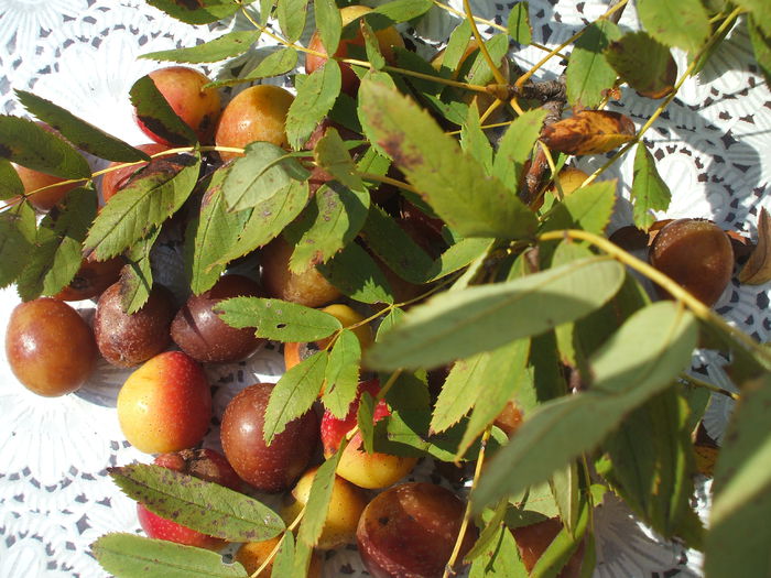 DSCF8138 - 48 Scorus