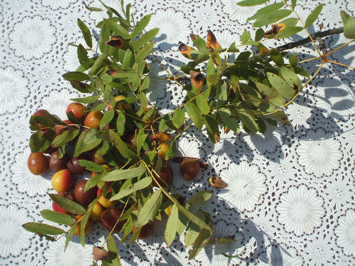 DSCF8140 - 48 Scorus